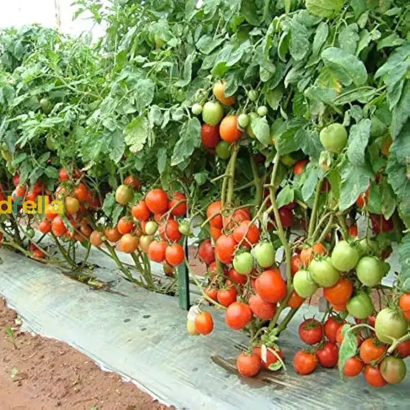 Giant Italian Seeds for Planting - Grow Beautiful, High-Yield Plants in Your Garden