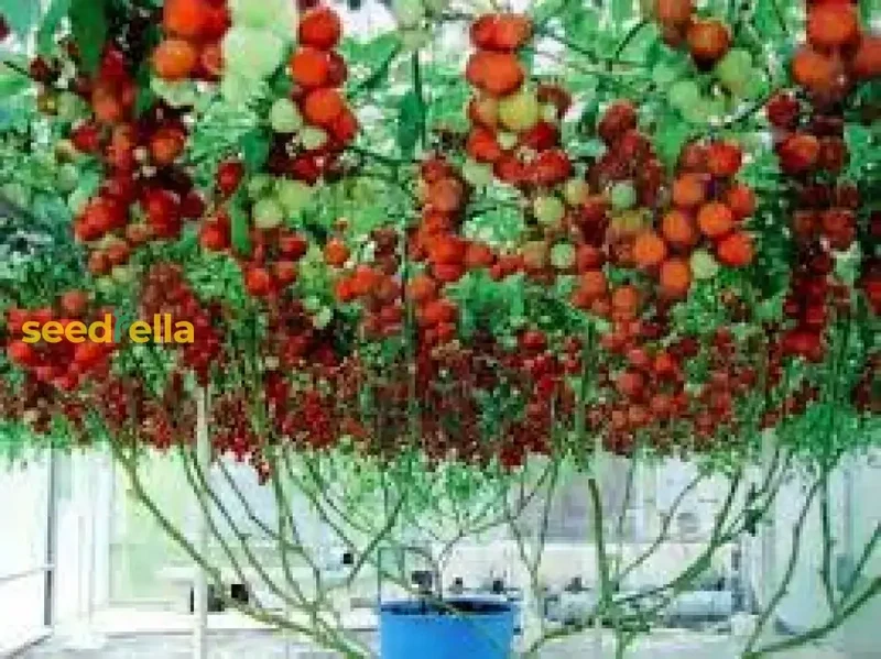 Giant Italian Seeds for Planting - Grow Beautiful, High-Yield Plants in Your Garden