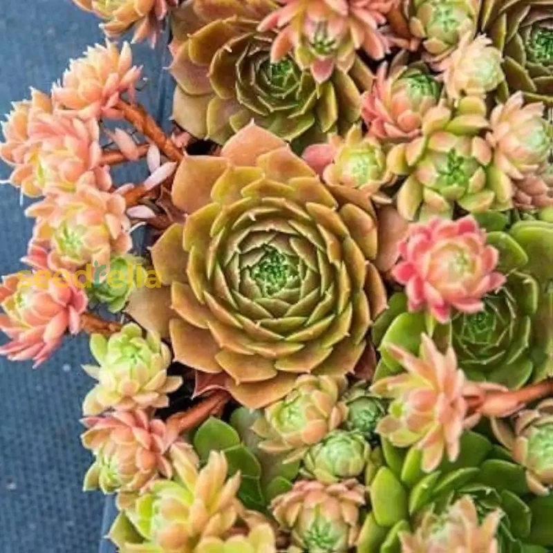 Living Stone Sempervivum Seeds - Mixed Varieties for Easy, Low-Maintenance Garden Planting
