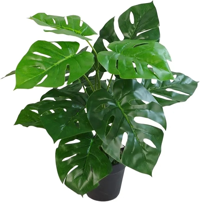 Monstera Albo Variegated Seeds – Rare Tropical Houseplant for Planting
