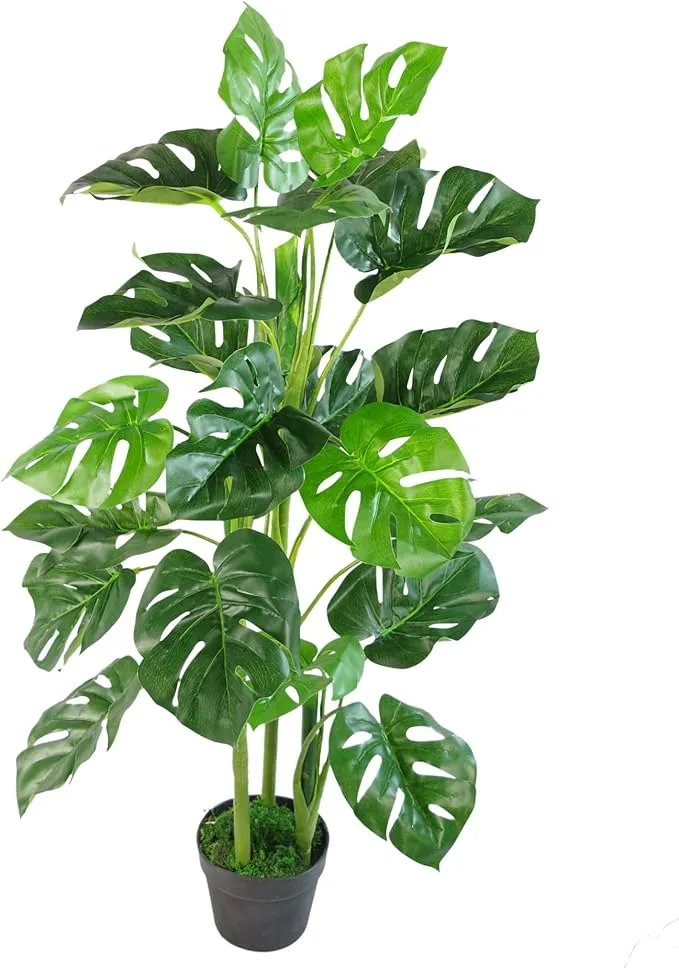 Monstera Albo Variegated Seeds – Rare Tropical Houseplant for Planting