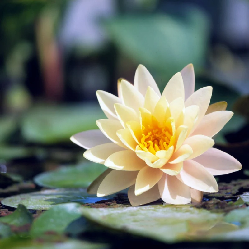 Water Lily Seeds for planting– Ideal for Ponds and Water Features