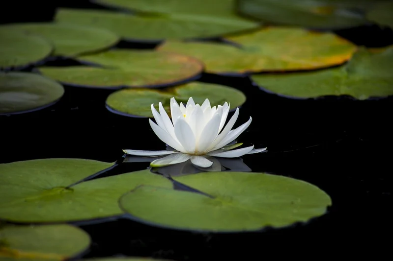 Water Lily Seeds for planting– Ideal for Ponds and Water Features