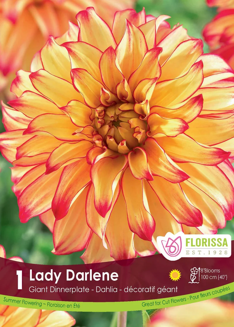 Dahlia géant ‘Lady Darlene’ ( Dahlia )