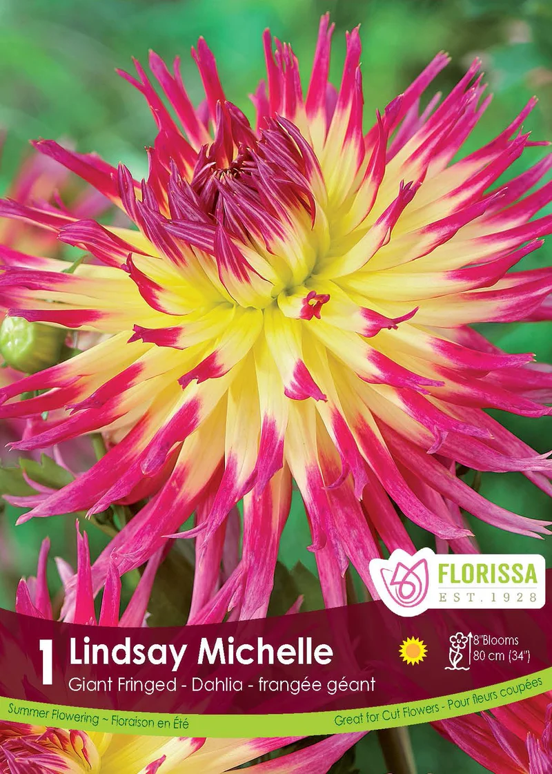Dahlia géant ‘Lindsay Michelle’ ( Dahlia )