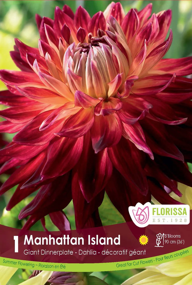 Dahlia géant ‘Manhattan Island’ ( Dahlia )