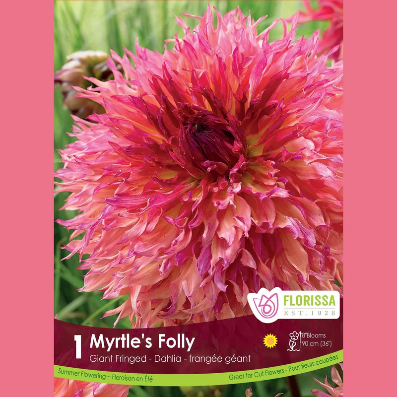 Dahlia géant ‘Myrtle’s Folly’ ( Dahlia )