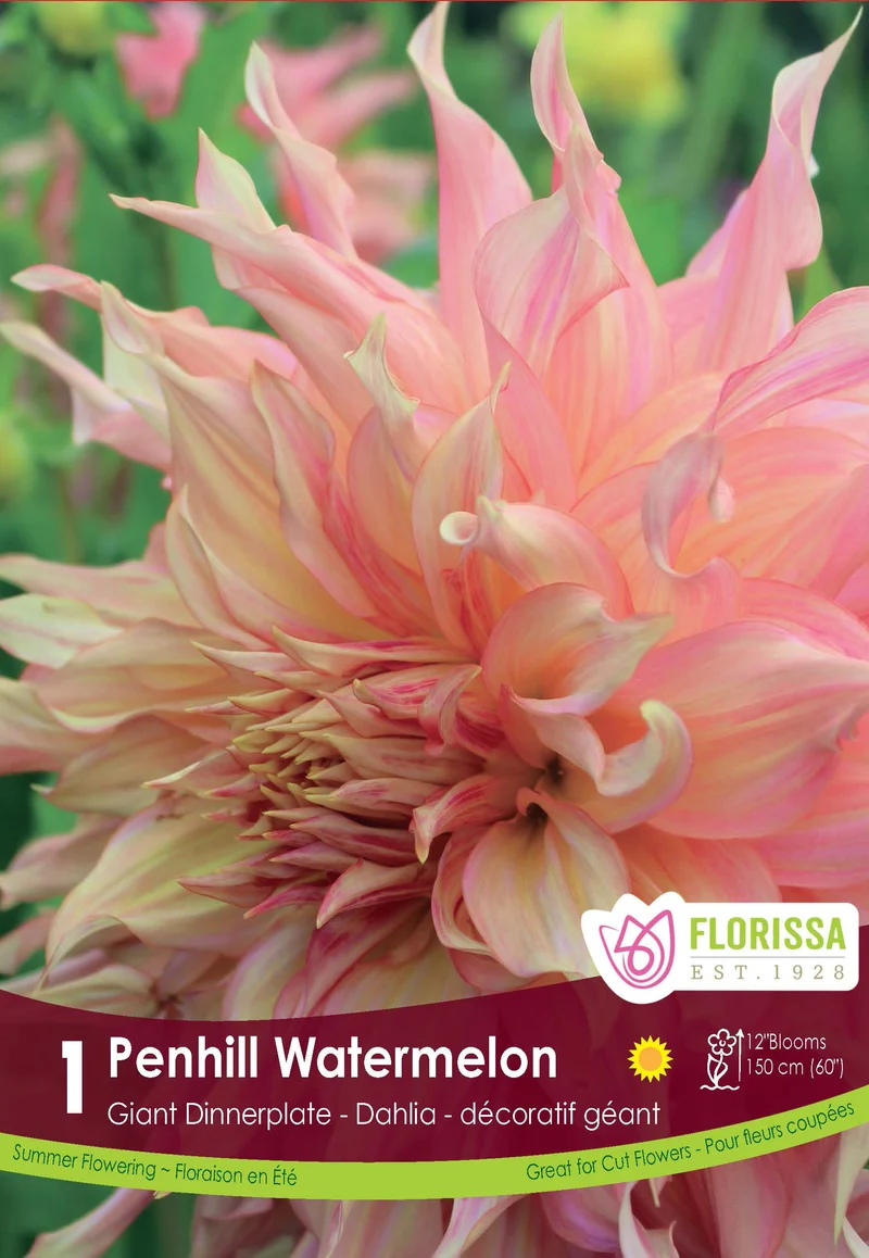 Dahlia géant ‘Penhill Watermelon’ ( Dahlia )