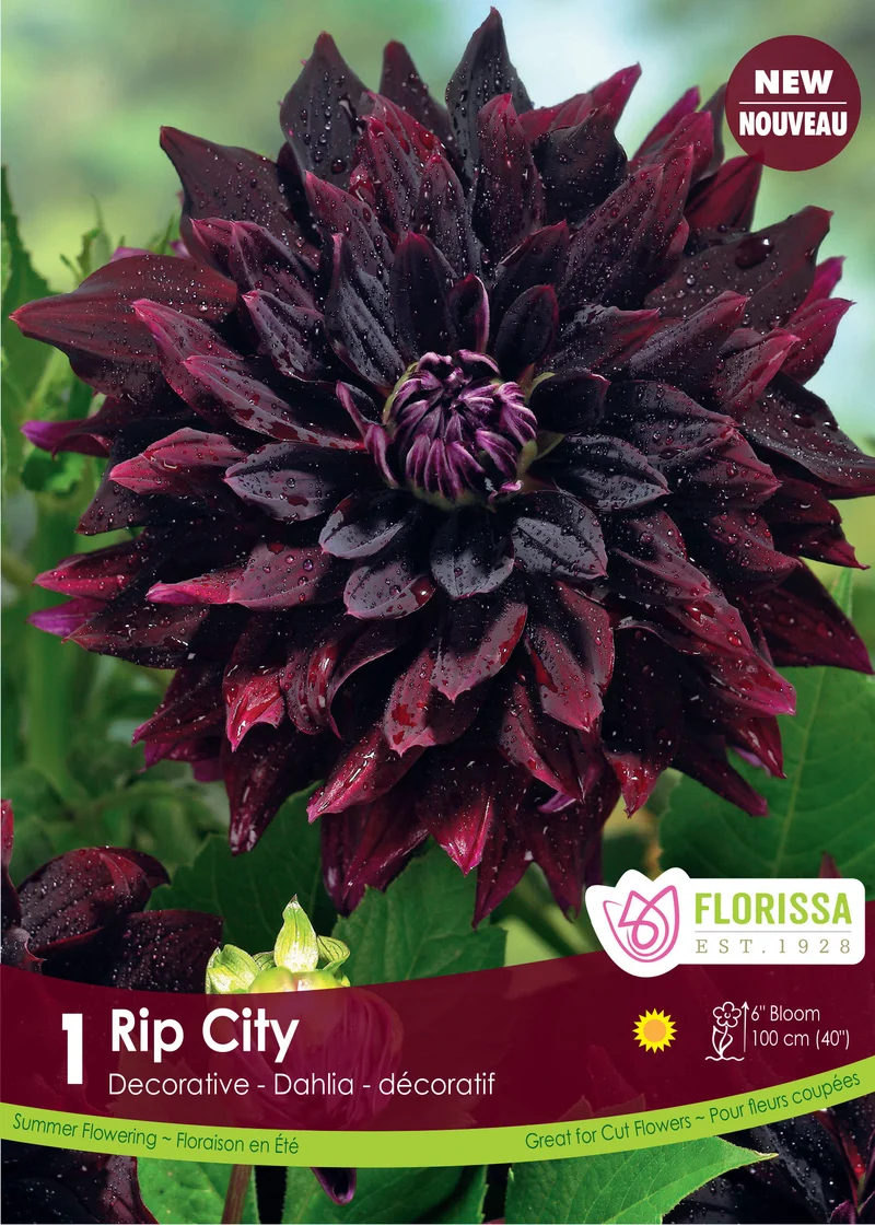 Dahlia ‘Rip City’ ( Dahlia )