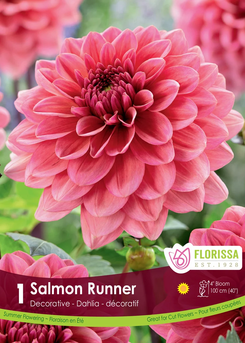 Dahlia ‘Salmon Runner’ ( Dahlia )