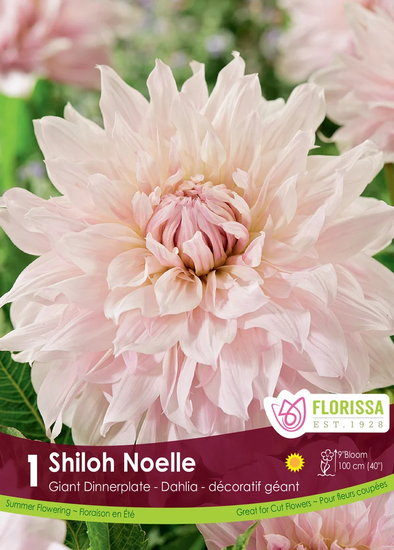 Dahlia géant ‘Shiloh Noelle’ ( Dahlia )