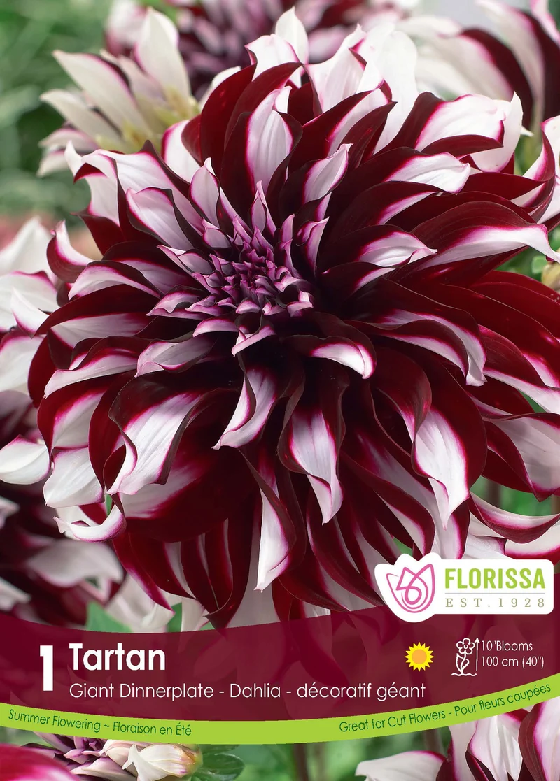 Dahlia géant ‘Tartan’ ( Dahlia )
