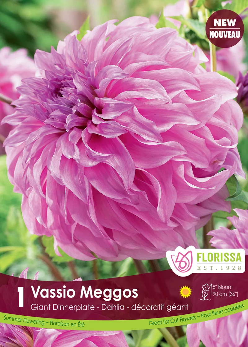 Dahlia géant ‘Vassio Meggos’ ( Dahlia )