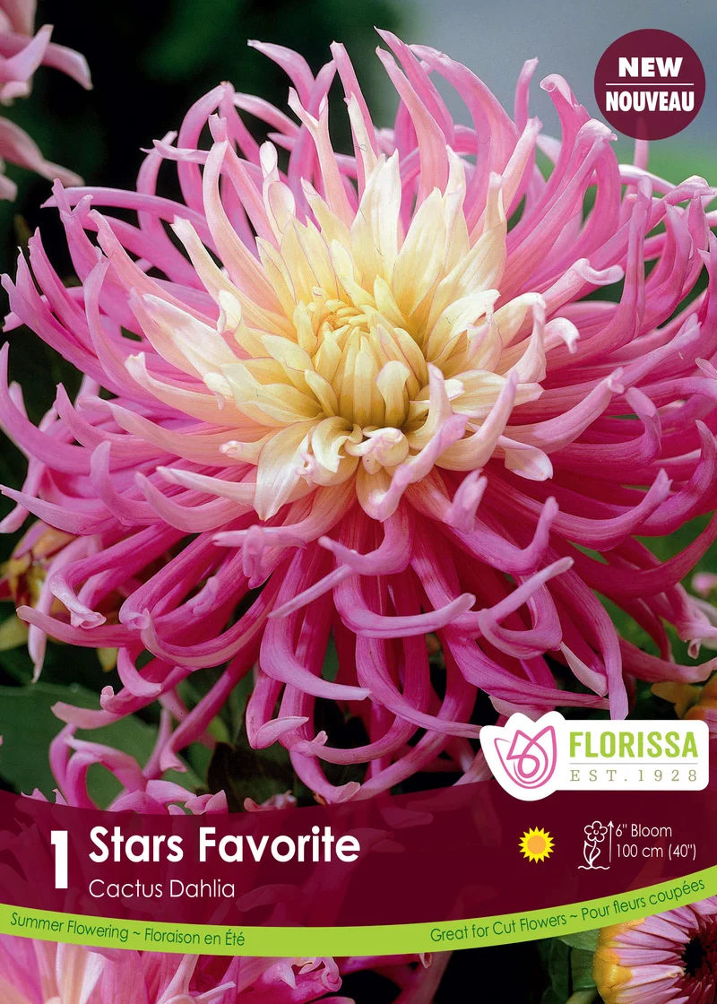 Dahlia cactus ‘Stars Favourite’ ( Dahlia ‘Star’s Favourite’)