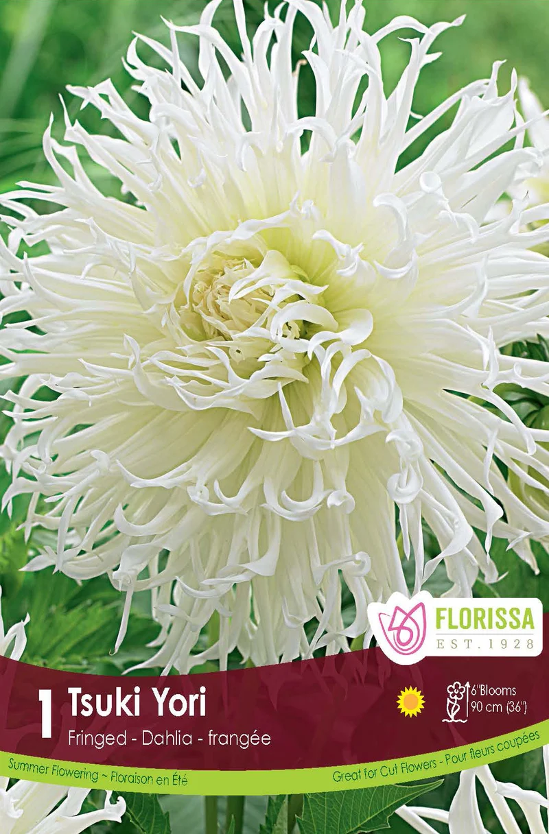 Dahlia frangé ‘Tsuki Yori’ ( Dahlia ‘Tsuki-yori-no-shisha’)