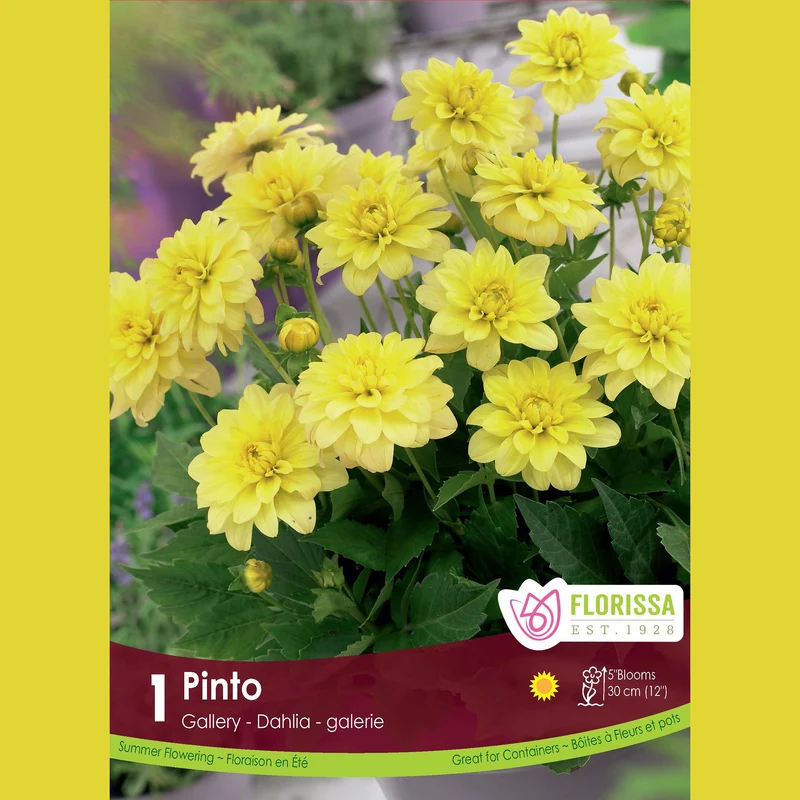 Dahlia Gallery ‘Pinto’ ( Dahlia ‘Gallery Pinto’)