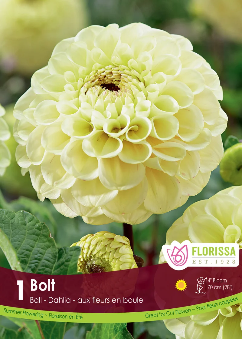 Dahlia pompon ‘Bolt’ ( Dahlia )