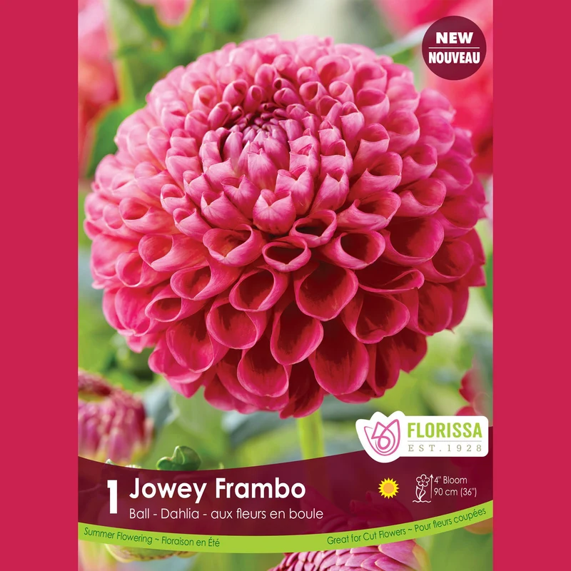 Dahlia pompon ‘Jowey Frambo’ ( Dahlia )