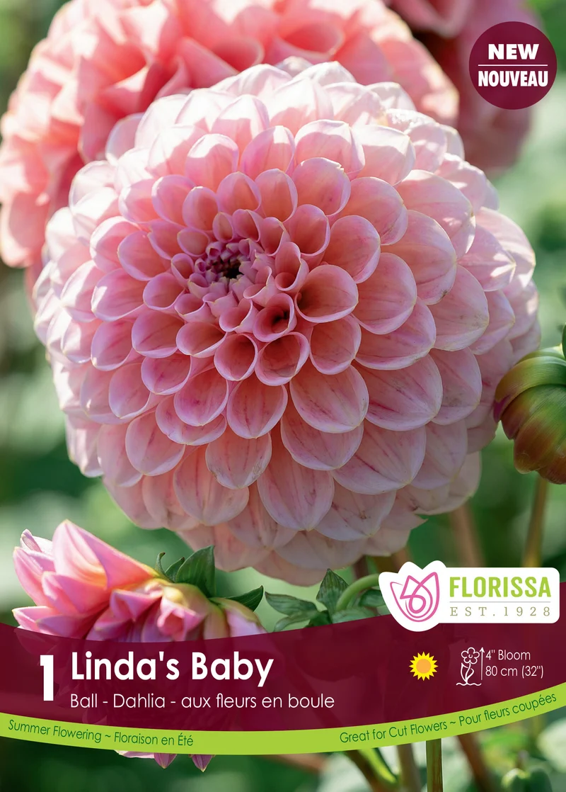 Dahlia pompon ‘Linda’s Baby’ ( Dahlia )