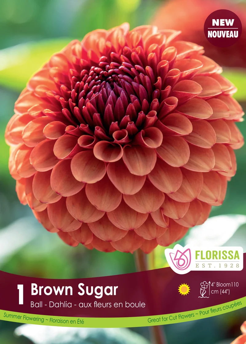 Dahlia pompon ‘Brown Sugar Premium’ ( Dahlia )