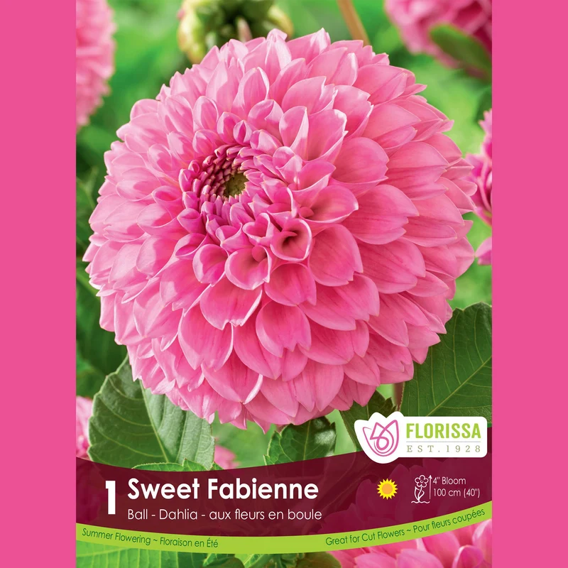 Dahlia pompon ‘Sweet Fabienne’ ( Dahlia )