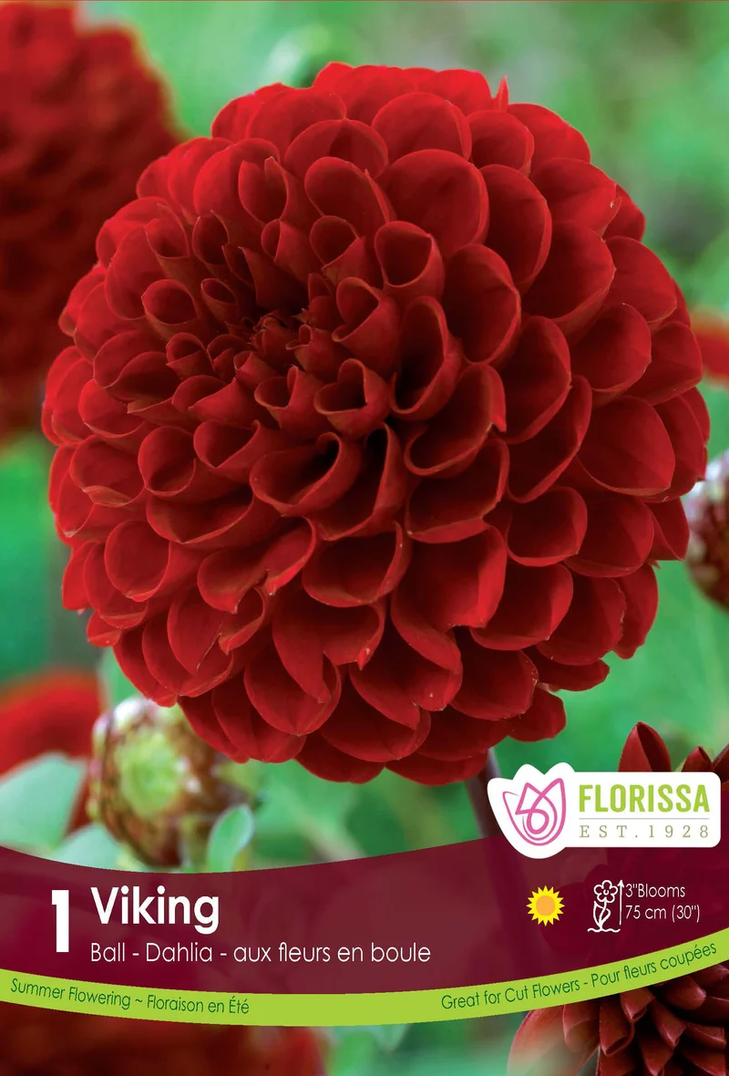 Dahlia pompon ‘Viking’ ( Dahlia )