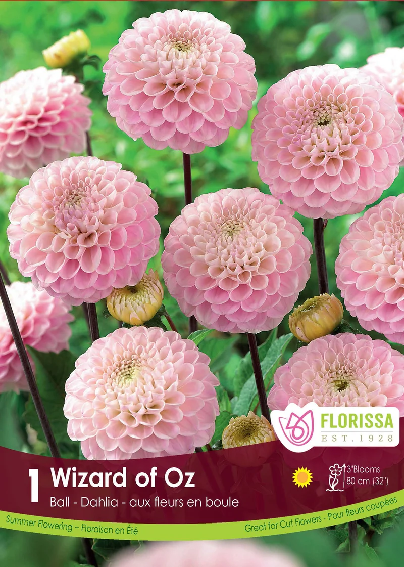 Dahlia pompon ‘Wizard of Oz’ ( Dahlia )