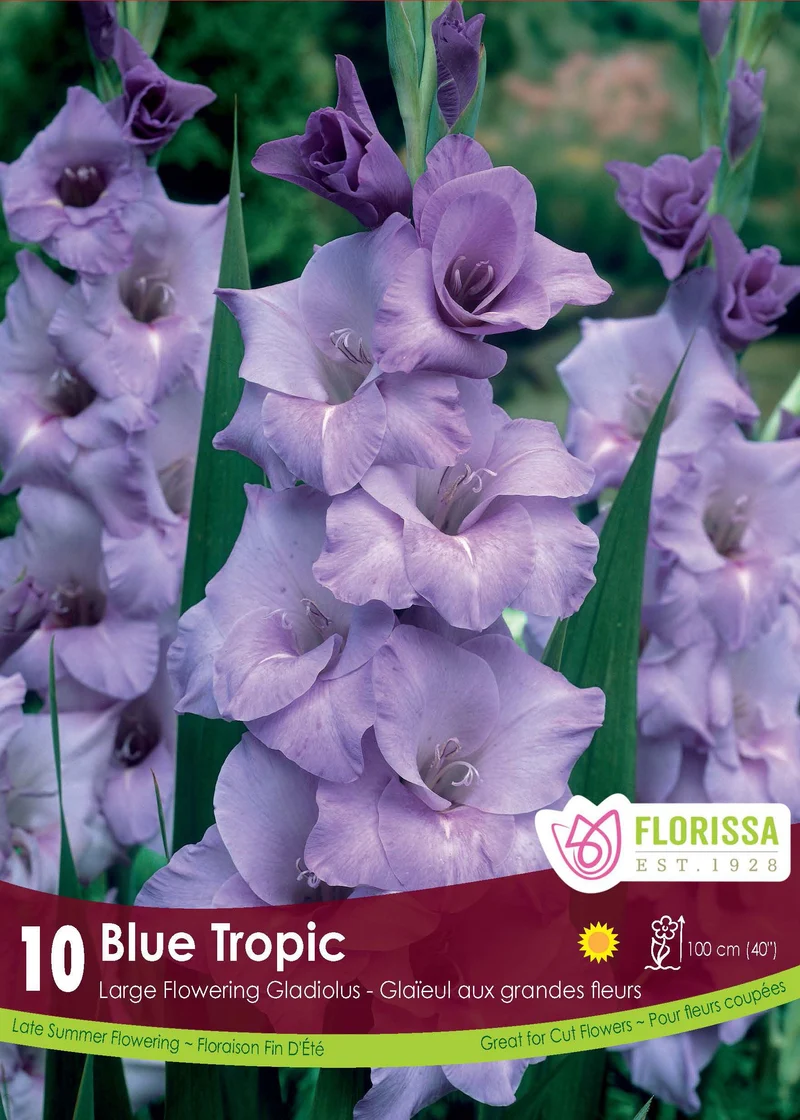 Glaïeul ‘Blue Tropic’ ( Gladiolus × hortulanus )