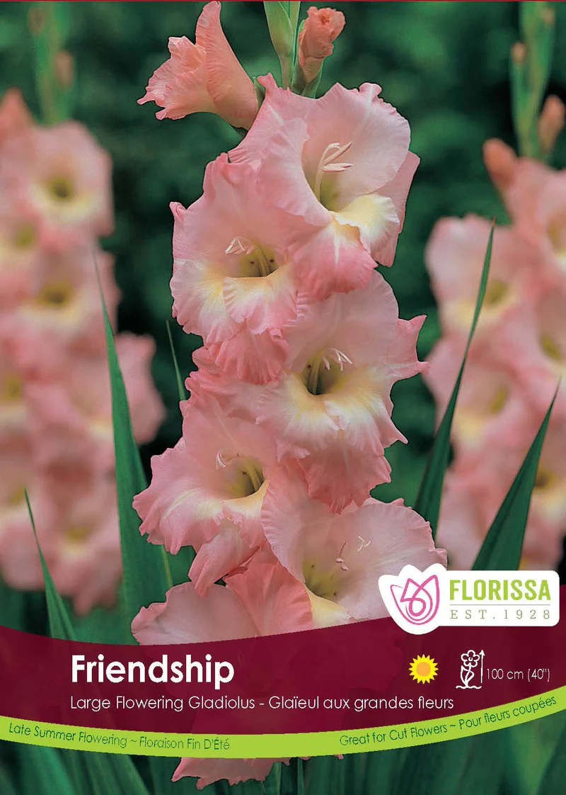 Glaïeul ‘Friendship Pink’ ( Gladiolus × hortulanus )