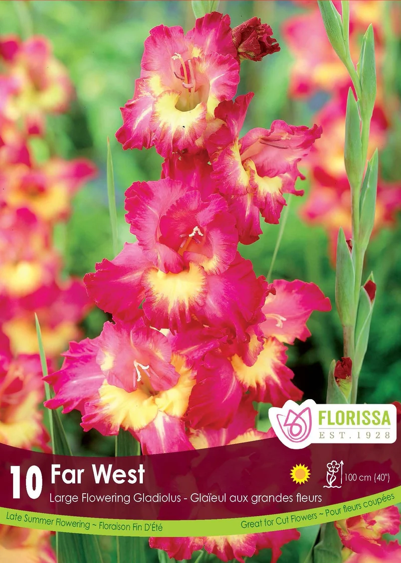 Glaïeul ‘Far West’ ( Gladiolus × hortulanus )