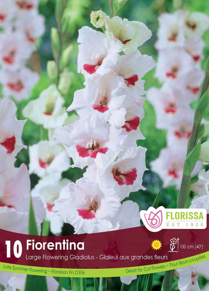 Glaïeul ‘Fiorentina’ ( Gladiolus )