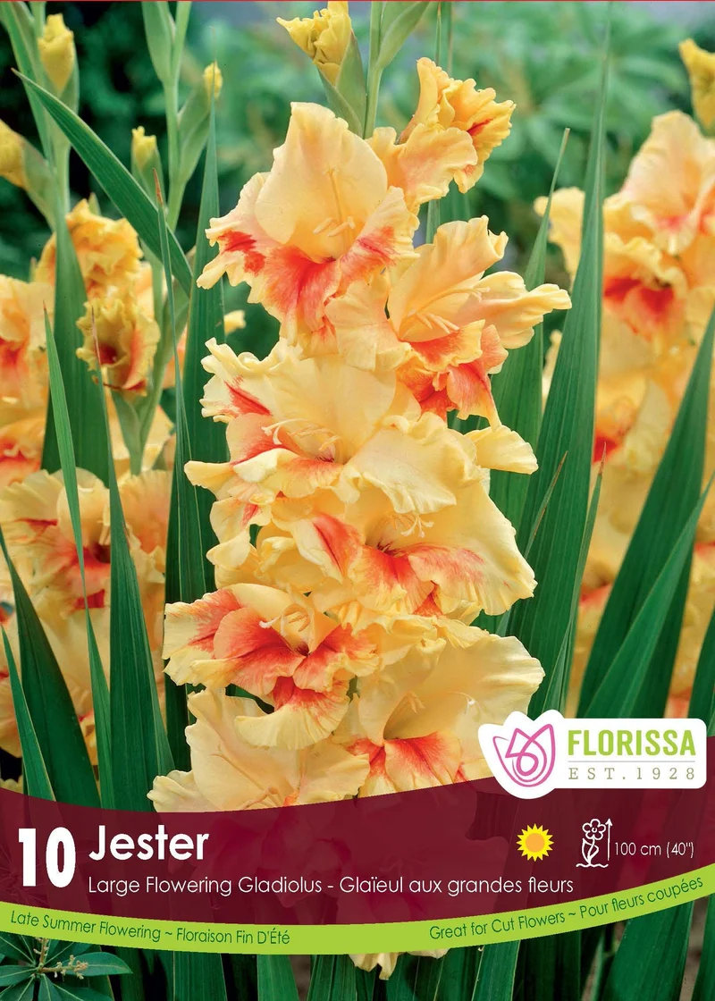 Glaïeul ‘Jester’ ( Gladiolus × hortulanus )