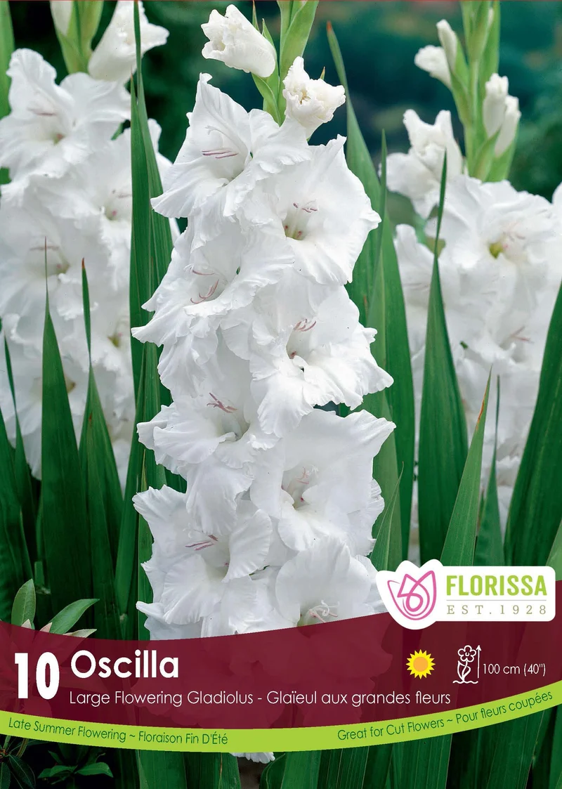 Glaïeul ‘Oscilla’ ( Gladiolus × hortulanus )