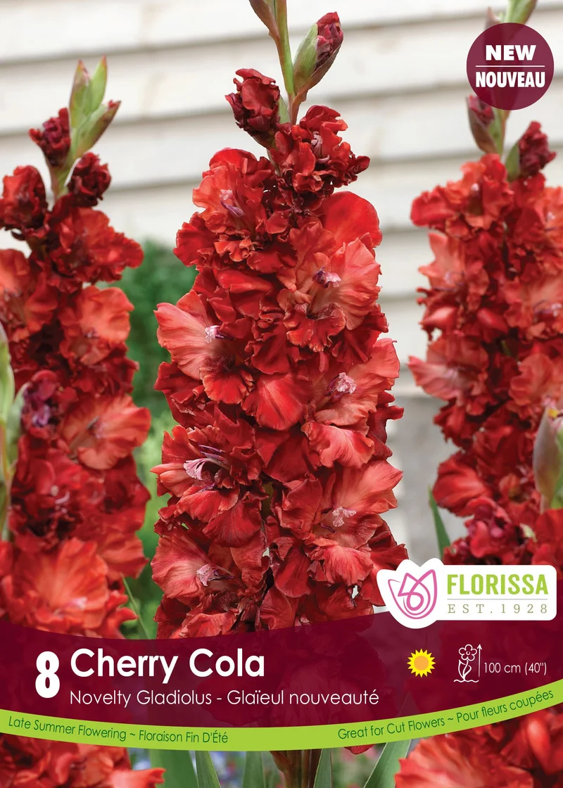 Glaïeul ‘Cherry Cola’ ( Gladiolus × hortulanus )