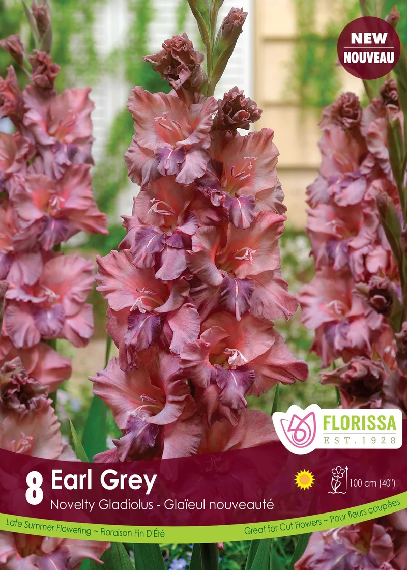 Glaïeul ‘Earl Grey’ ( Gladiolus × hortulanus )