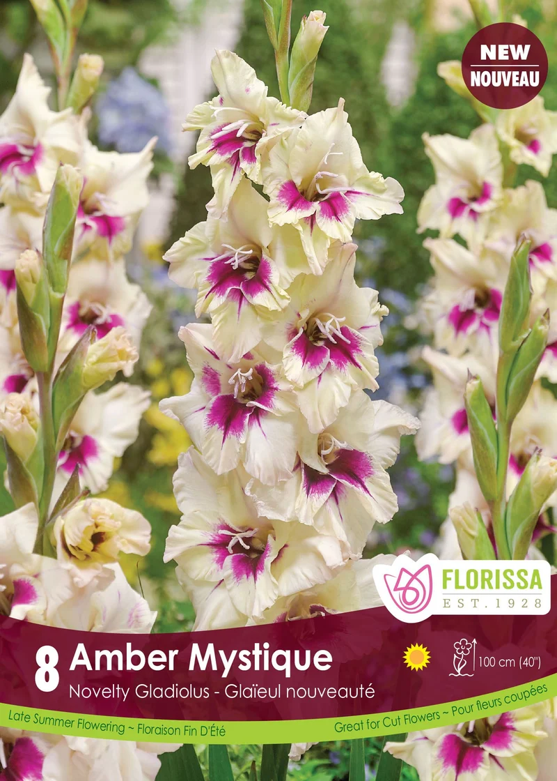 Glaïeul ‘Amber Mystique’ ( Gladiolus × hortulanus )