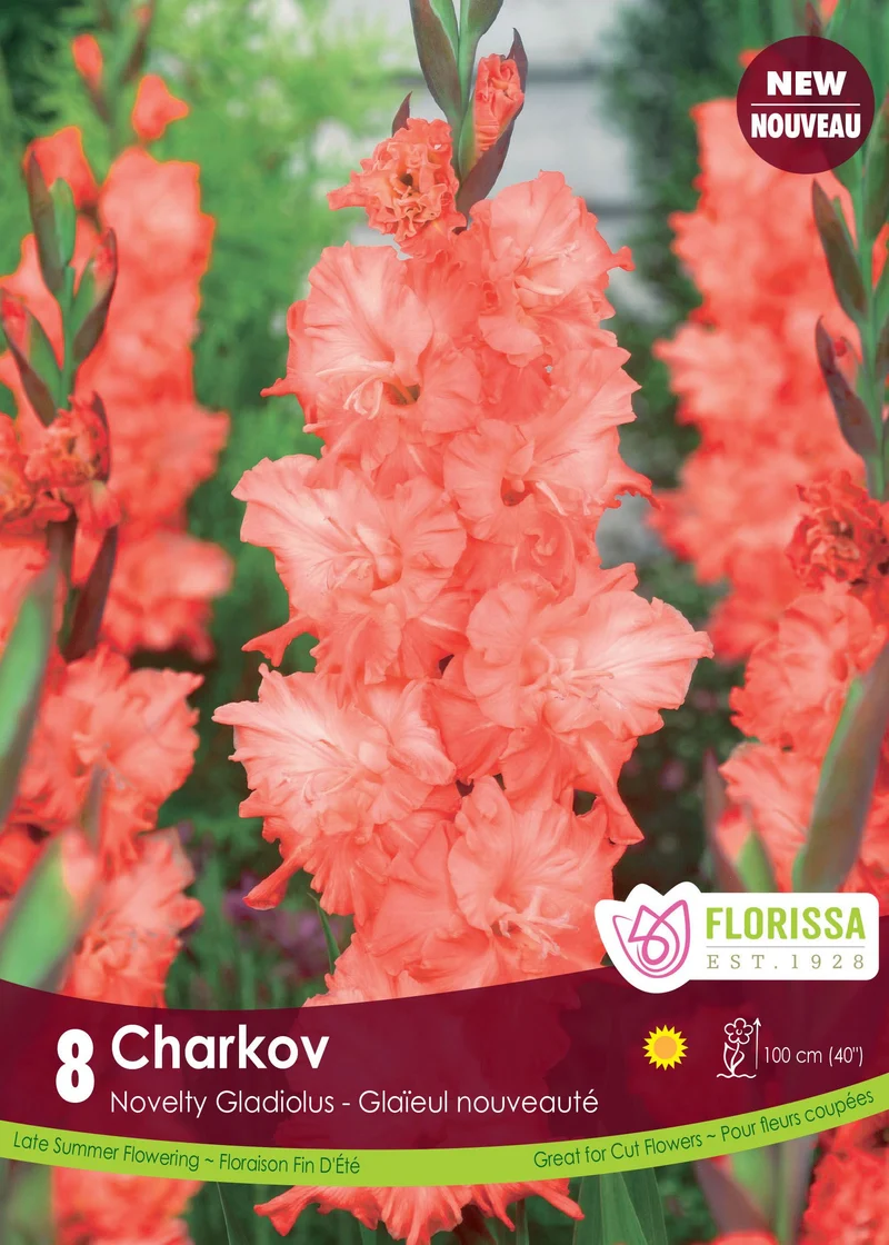 Glaïeul ‘Charkov’ ( Gladiolus × hortulanus )