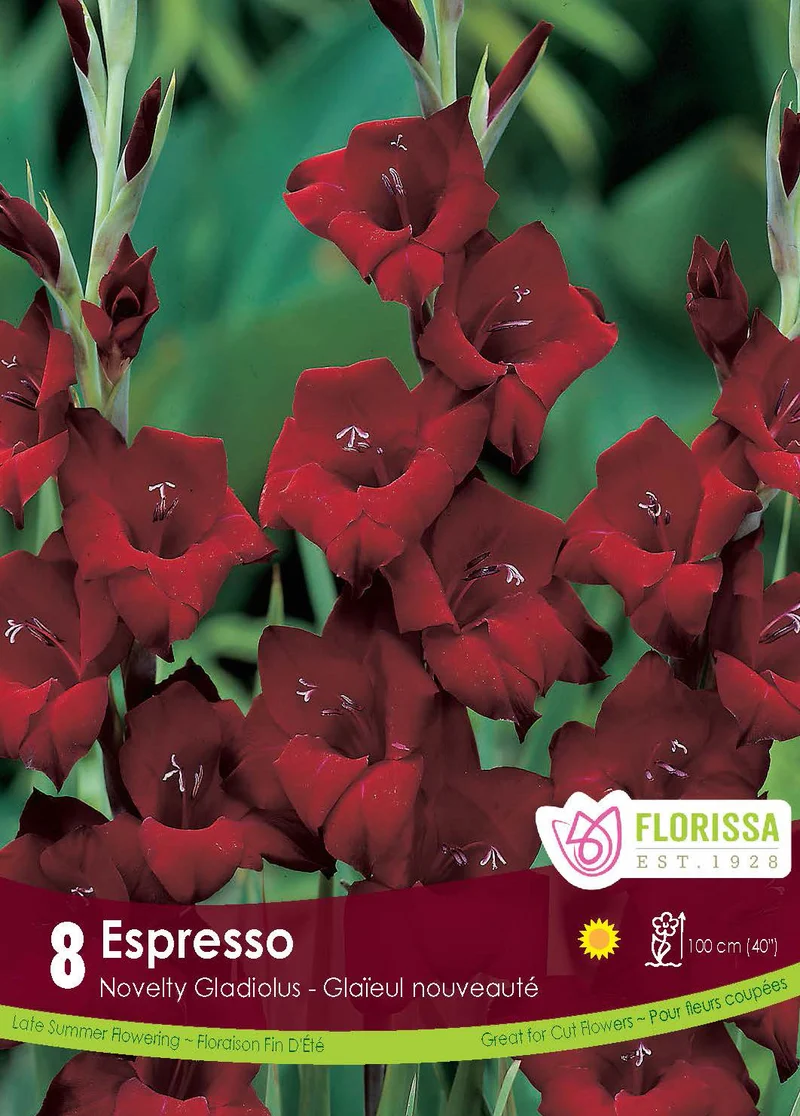 Glaïeul ‘Espresso’ ( Gladiolus × hortulanus )