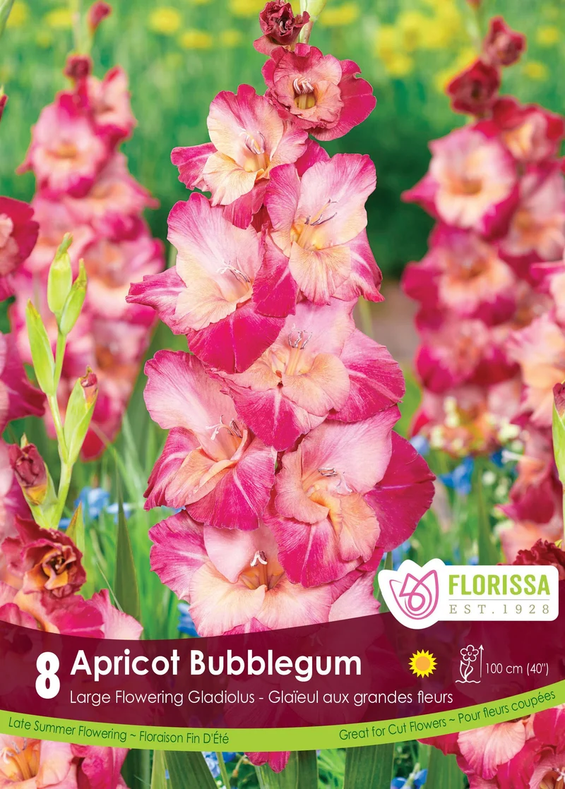 Glaïeul ‘Apricot Bubble Gum’ ( Gladiolus × hortulanus )