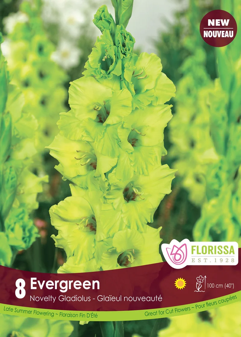 Glaïeul ‘Evergreen’ ( Gladiolus × hortulanus )