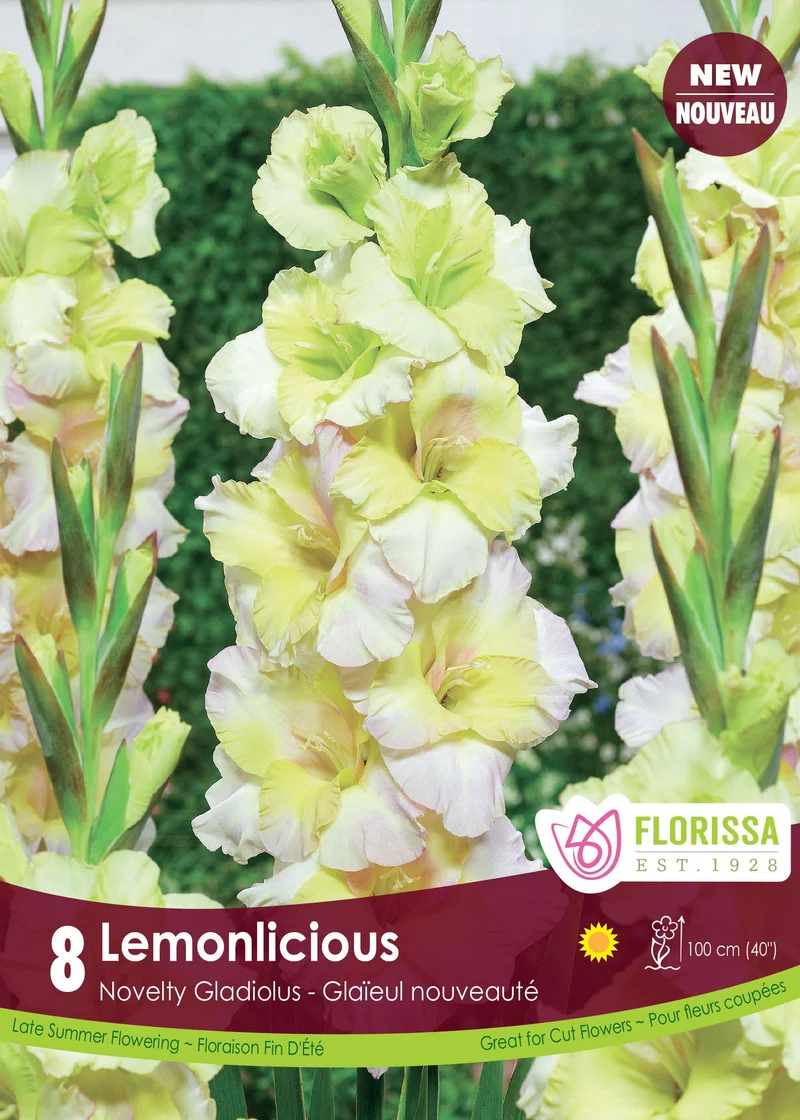 Glaïeul ‘Lemonlicious’ ( Gladiolus × hortulanus )