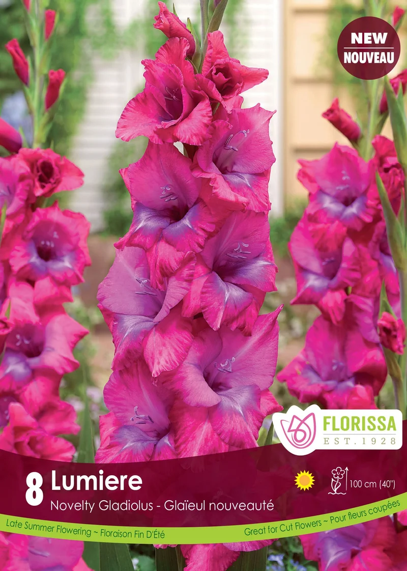 Glaïeul ‘Lumière’ ( Gladiolus × hortulanus ‘Lumiere’)