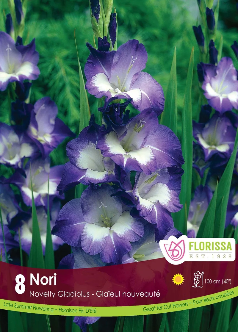 Glaïeul ‘Nori’ ( Gladiolus × hortulanus )