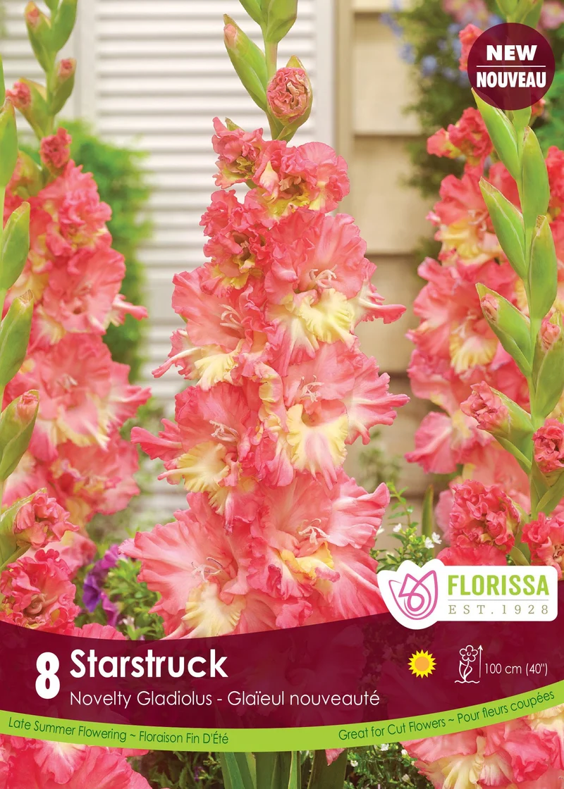 Glaïeul ‘Starstruck’ ( Gladiolus × hortulanus )