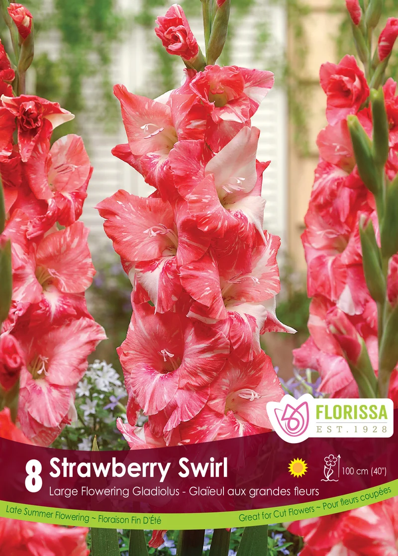 Glaïeul ‘Strawberry Swirl’ ( Gladiolus × hortulanus )