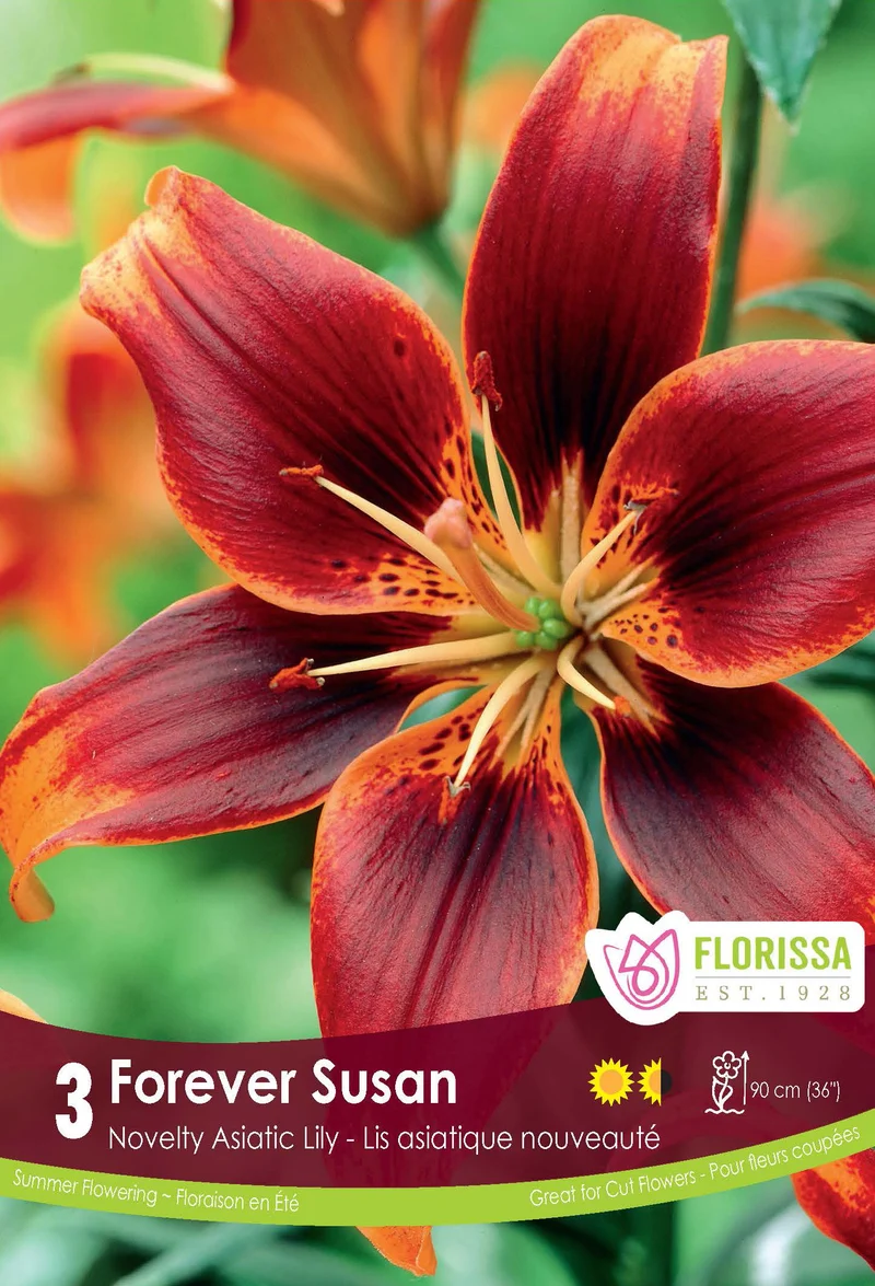 Lis asiatique ‘Forever Susan’ ( Lilium )