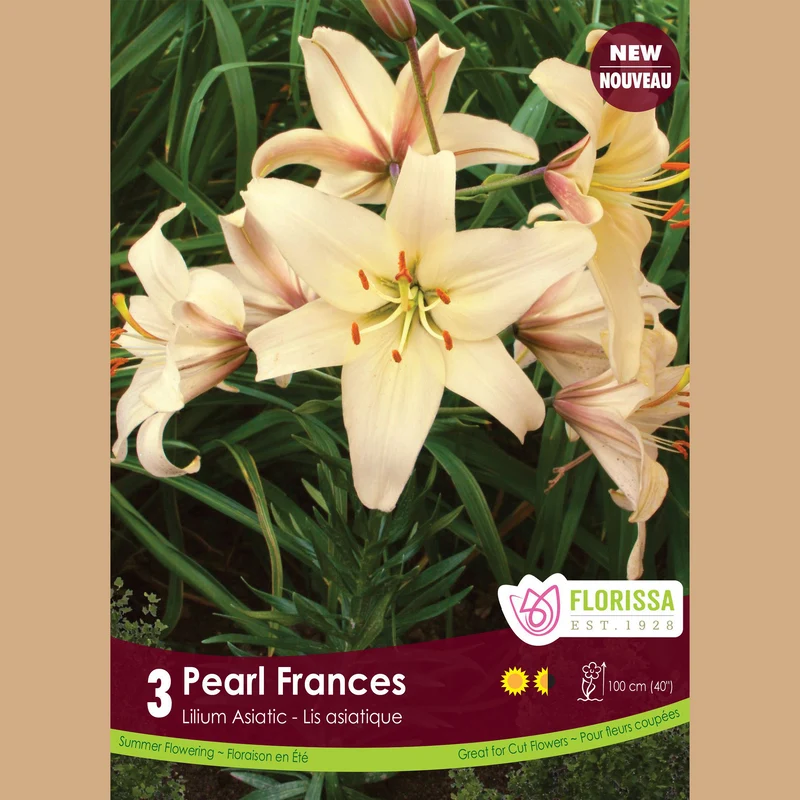Lis asiatique ‘Pearl Frances’ ( Lilium )