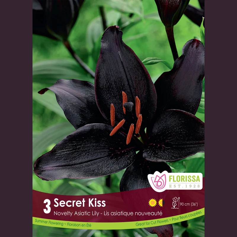 Lys Asiatique ‘Secret Kiss’ (3 bulbes) ( Lilium )