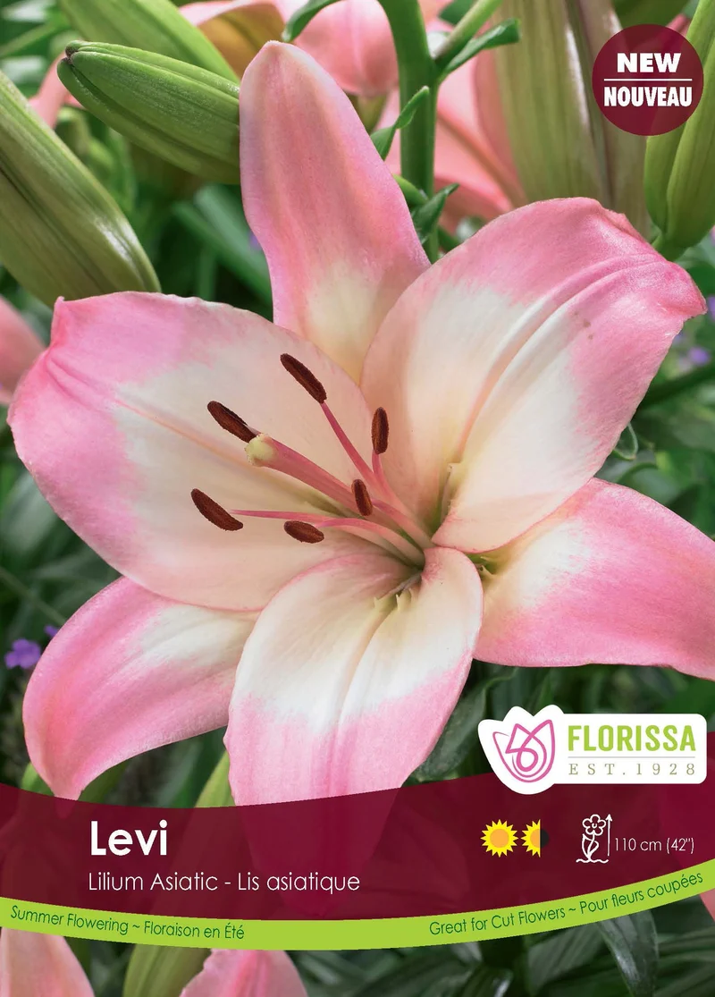 Lys Asiatique ‘Levi’ (3 bulbes) ( Lilium )