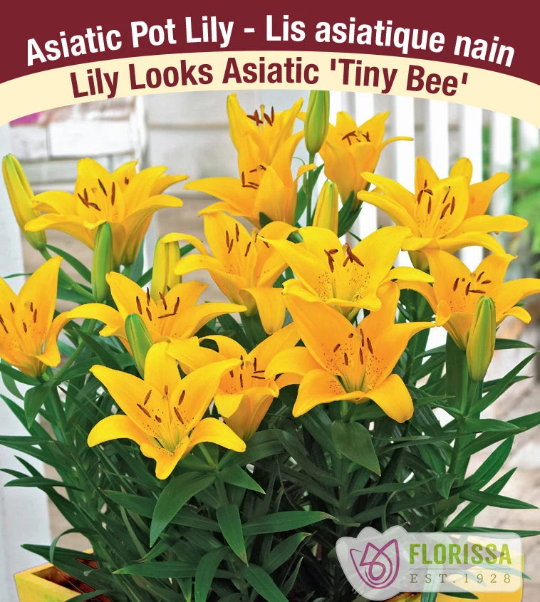 Lys Patio ‘Tiny Bee’ (3 bulbes) ( Lilium )
